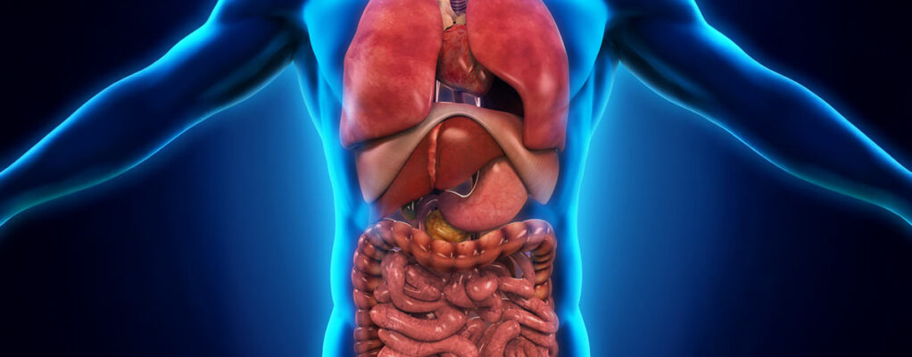 Illustration of the human torso highlighting internal organs, including the lungs, heart, liver, stomach, intestines, and diaphragm, shown in a semi-transparent view of the body